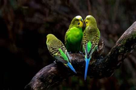 burung parkit lokal