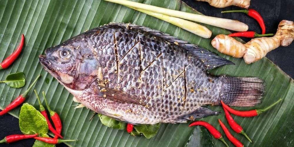 Manfaat Ikan Nila